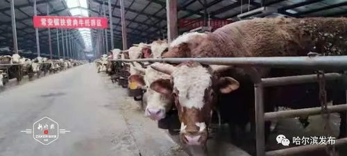 正大集團(tuán)投資1.32億賓縣建廠，打造畜牧產(chǎn)業(yè)鏈新引擎