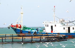 向海圖強(qiáng) 海南臨高如何以漁業(yè)傳統(tǒng)優(yōu)勢(shì)賦能海洋牧場(chǎng)與畜牧飼料新賽道